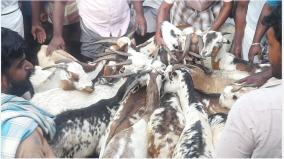 goats-sold-at-madurai-for-diwali