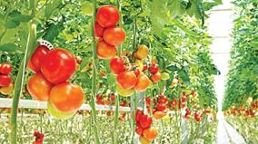 year-round-production-of-tomatoes-in-green-huts