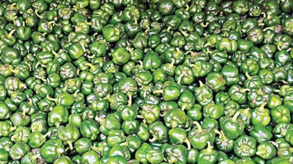 capsicums export from hosur