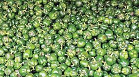 capsicums-export-from-hosur