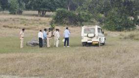 mp-man-killed-in-attack-by-wild-elephants-outside-bandhavgarh-tiger-reserve-where-10-such-animals-died-in-3-days