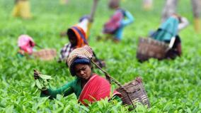 use-of-machinery-to-pick-tea-due-to-labor-shortage