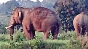 elephants-damaged-ragi-and-paddy-crops-in-dhenkanikottai