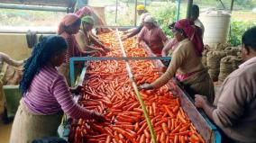 ooty-carrot-price-hike