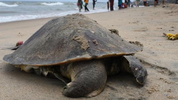 Ordinance allocating funds for the protection of sea turtles on the coasts of Tamil Nadu