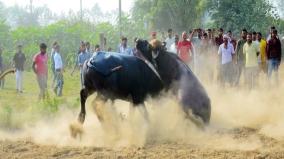 maneka-gandhi-got-angry-on-organizing-buffalo-fight-in-bareilly