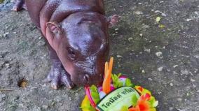 video-viral-hippo-moo-deng-predicts-who-will-win-us-presidential-election