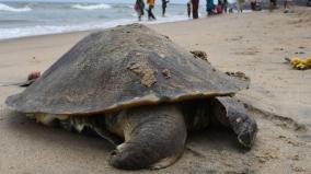 ordinance-allocating-funds-for-the-protection-of-sea-turtles-on-the-coasts-of-tamil-nadu