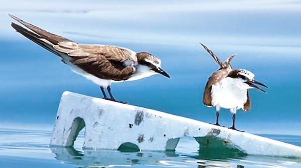 About rare bird Lesser noddy