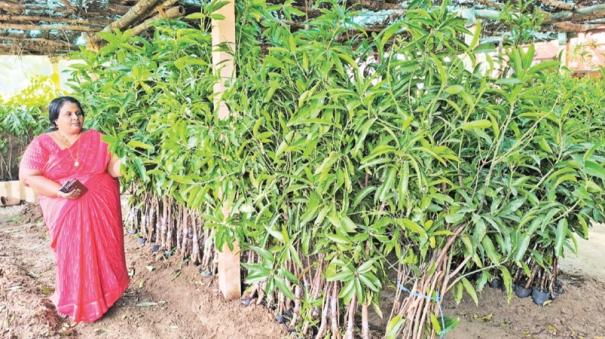 Santhur mango saplings exported to foreign countries