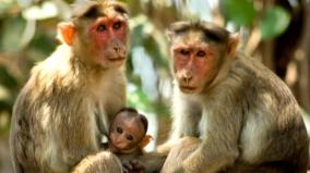 43-monkeys-escaped-from-south-carolina-laboratory-in-usa