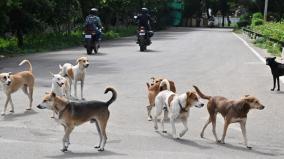 tamil-nadu-this-year-alone-4-lakh-people-have-been-affected-by-dog-bites-36-people-have-lost-their-lives-due-to-rabies