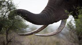 about-elephant-trunk-was-explained