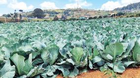 udhagai-cabbage-exports-to-andaman