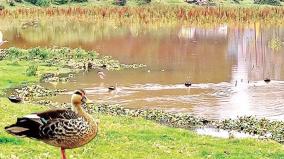 exotic-birds-flock-to-the-nilgiris