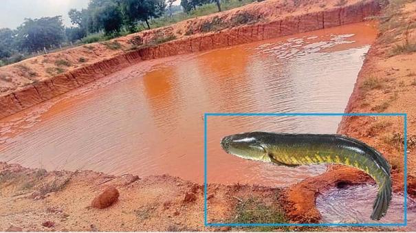 Freshwater Aquaculture in trichy