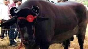 1500-kg-buffalo-eats-20-eggs-a-day-in-haryana