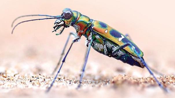 about Tiger beetle was explained