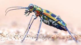 about-tiger-beetle-was-explained