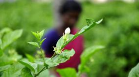 cultivation-of-jasmine-vast-in-virudhunagar-district