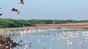 accumulating-foreign-birds-in-nagapatinam