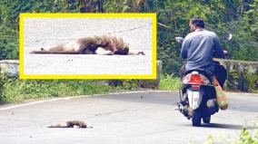 about-monkeys-get-hit-by-vehicles-and-died-was-explained