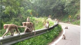 parking-prohibited-in-sabarimala-for-monkeys-migrate