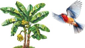 story-of-banana-tree-and-bird-was-explained