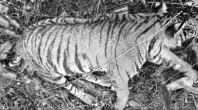 male-tiger-died-on-gudalur