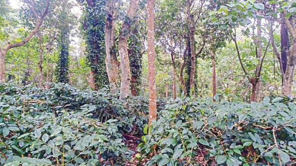 Snowfall in Yercaud affects the ripening of coffee beans