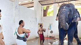 elephant-of-the-tiruchendur-temple-came-out-after-11-days