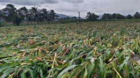 1000-acres-crops-damaged-in-in-perambalur