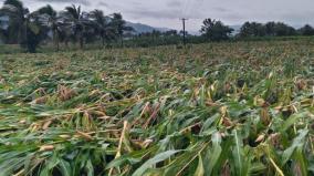 full-relief-should-be-provided-to-crops-affected-by-heavy-rains