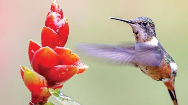 about hummingbirds flying backwards was explained