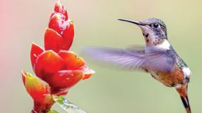 about-hummingbirds-flying-backwards-was-explained