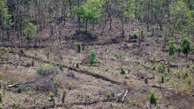 in-last-5-years-deforestation-of-95000-hectares-for-industrial-development