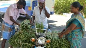 drumstick-moringa-price-skyrocket-as-it-arrives-by-plane