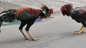 cocks-sold-up-to-rs-3-lakh-in-andhra-pradesh-for-pongal-festival