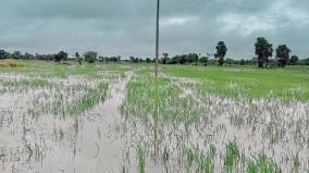 crops-submerged-in-delta-due-to-3-day-continuous-rain