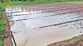 paddy-groundnut-bananas-submerged-in-rain-water-at-thanjavur