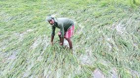 flooding-of-houses-and-farmlands-in-mayiladuthurai