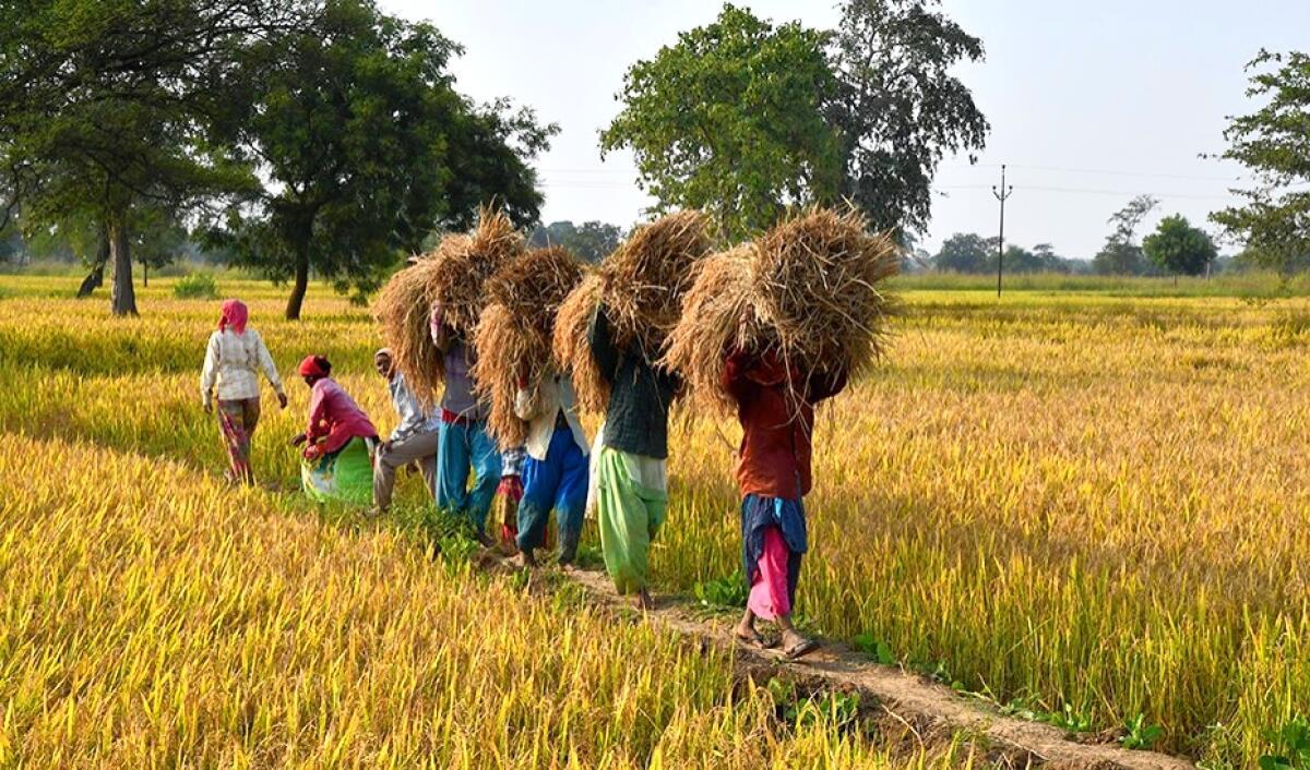 பிணையில்லா-விவசாயக்-கடன்-உச்சவரம்பு-ரூ-2-லட்சமாக-அதிகரிப்பு:-ரிசர்வ்-வங்கி-உத்தரவு