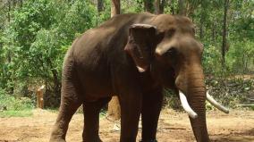 2-sisters-trampled-to-death-by-wild-elephant-while-sleeping-in-odisha