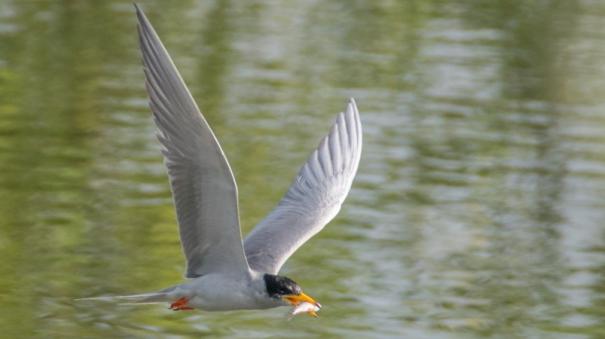 River tern birds arriving to elathur pond