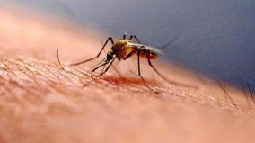 suspected-zika-case-sample-from-andhra-sent-to-niv-pune-for-confirmation