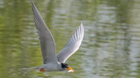 river-tern-birds-arriving-to-elathur-pond