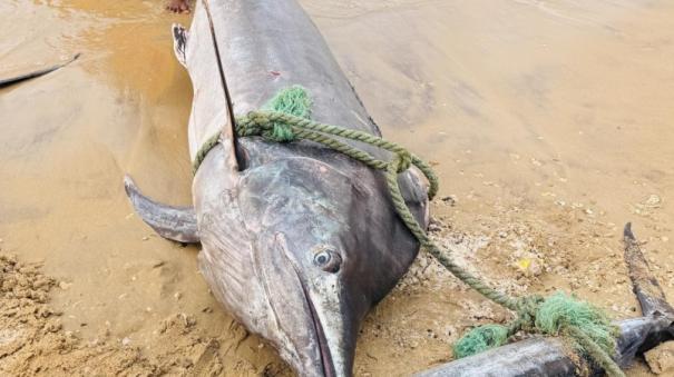 Pamban fishermen caught 400 kg fish