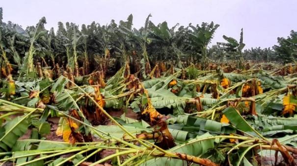 3-day heavy rains in Nellai district damage crops on 5,768 hectares