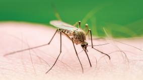 about-malaria-cases-increases-was-explained