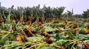 3-day-heavy-rains-in-nellai-district-damage-crops-on-5-768-hectares